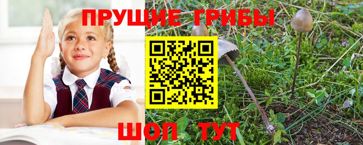 Элиста  Псилоцибиновые грибы мицелий  Вход с VPN  Галлюциногенные грибы мухоморы 
